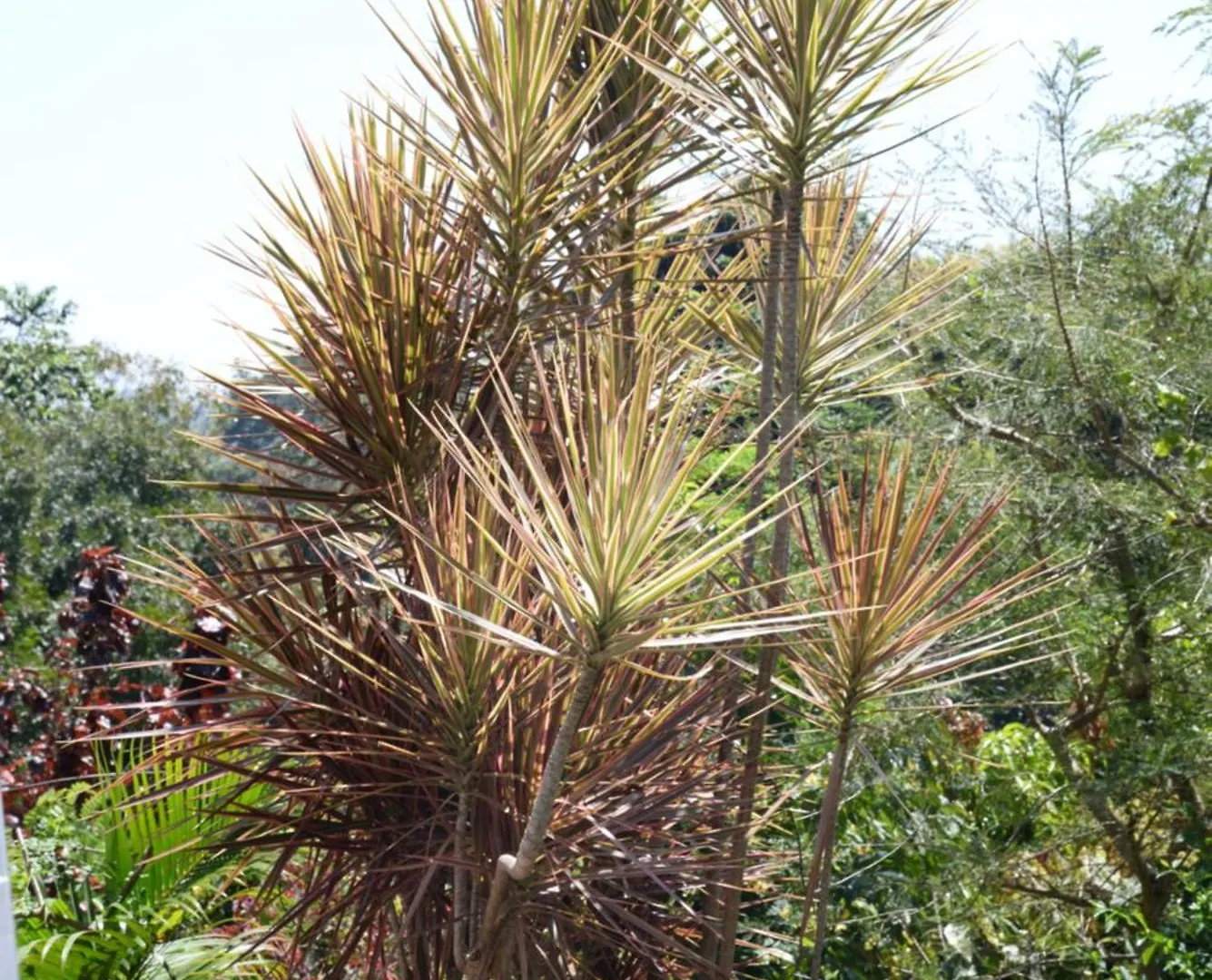 קנדי Green Bird Villas דירה